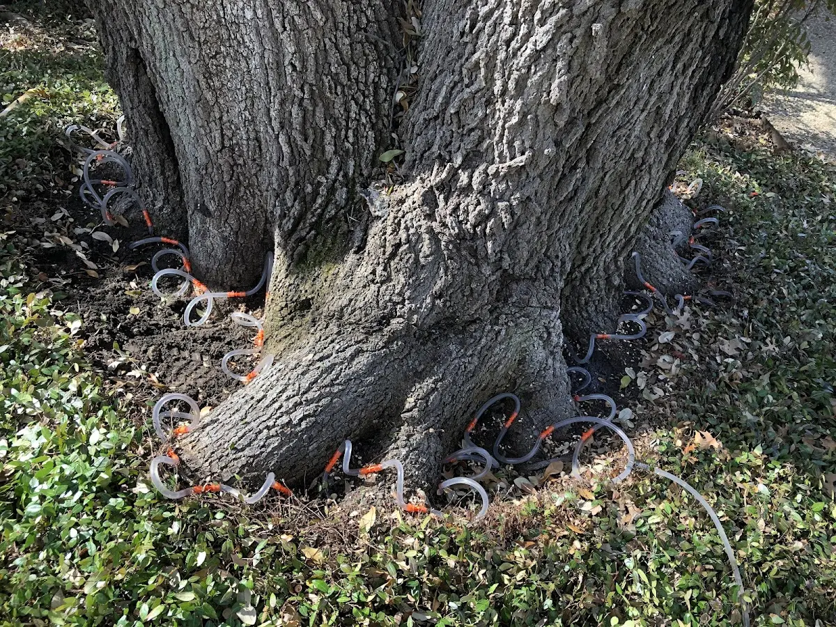 Detailed Tree Cabling and Bracing job site in High Island