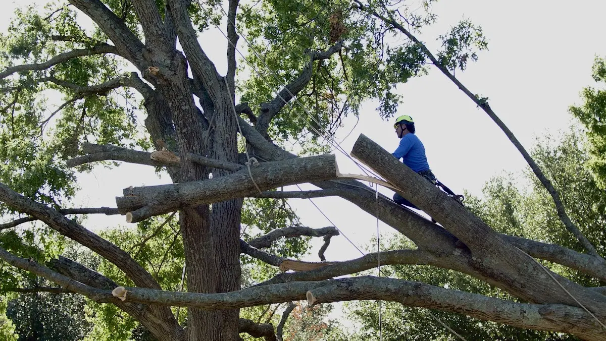 Professional Crown Thinning performed by certified arborists in High Island
