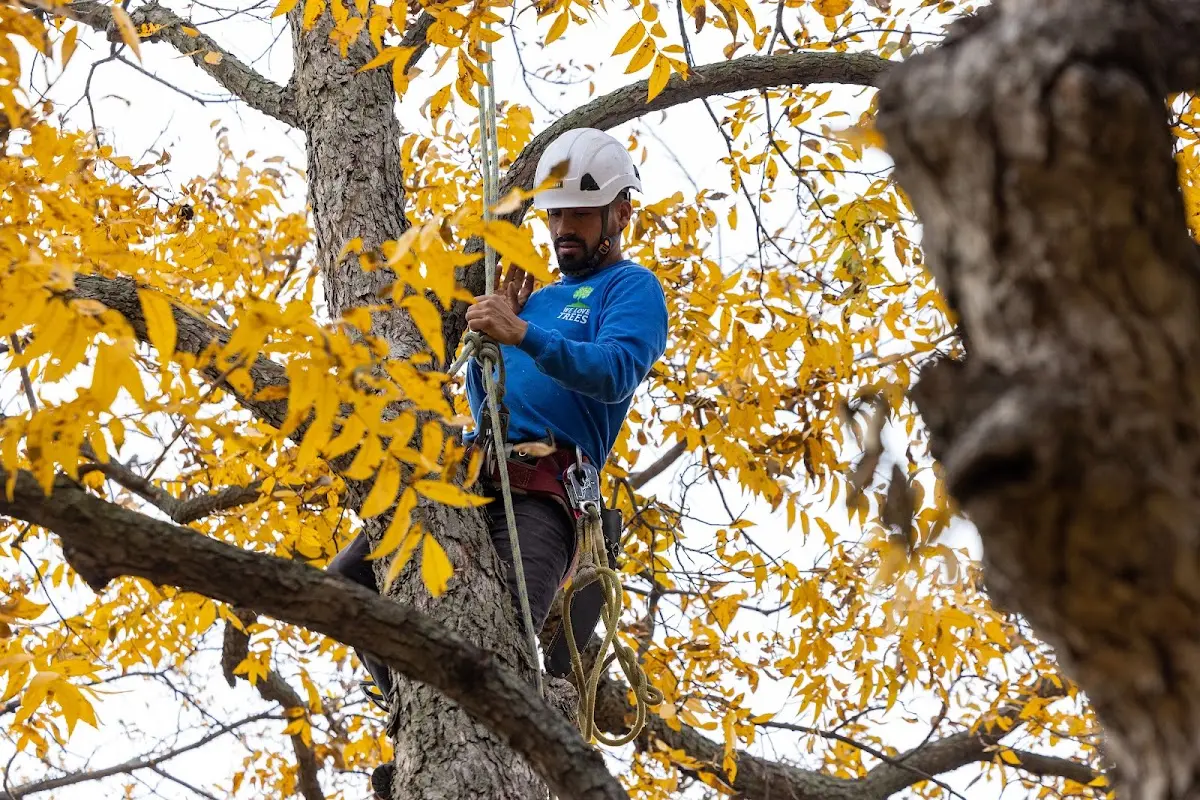 Skilled Tree Pruning crew working in High Island